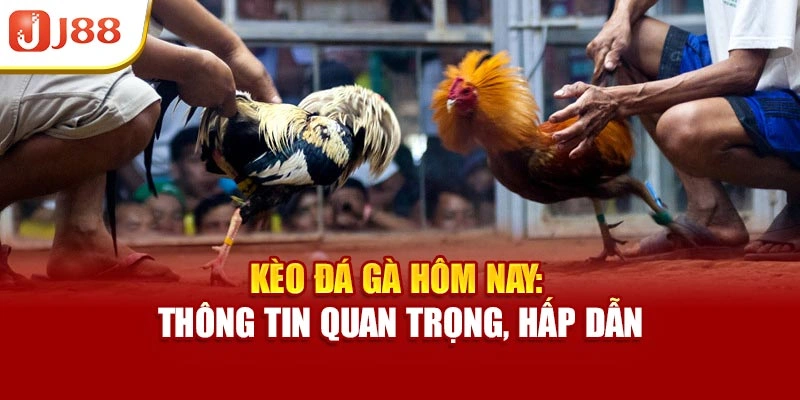 Kèo Đá Gà Hôm Nay - Thông Tin Quan Trọng, Hấp Dẫn