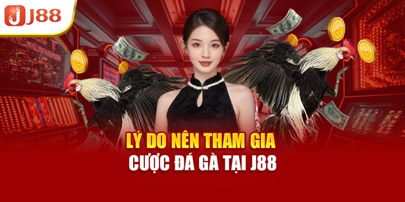 Lý do nên tham gia cược đá gà tại J88