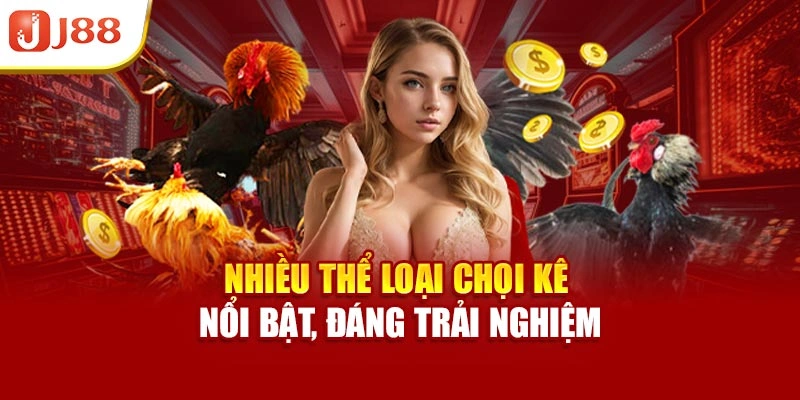 Nhiều thể loại chọi kê nổi bật, đáng trải nghiệm